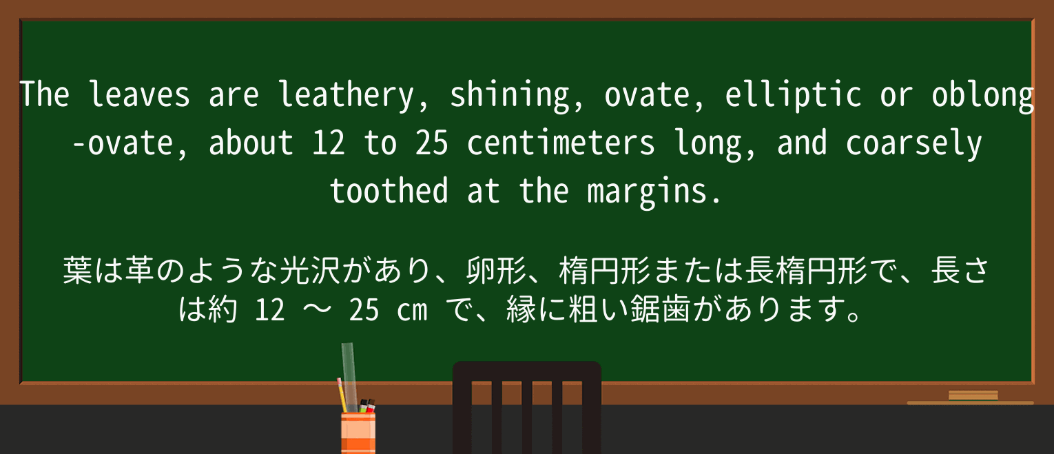 【英単語】oblongを徹底解説!意味、使い方、例文、読み方 ・例文2