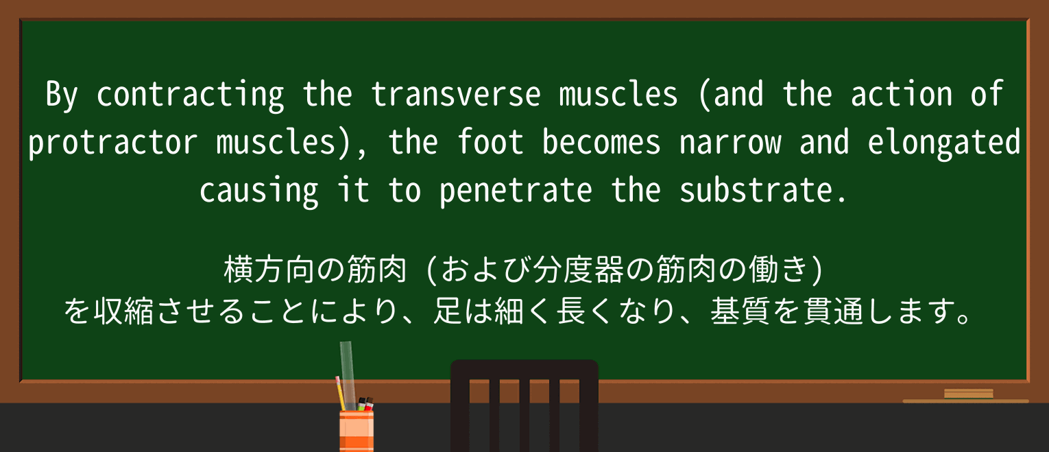【英単語】protractorを徹底解説!意味、使い方、例文、読み方 ・例文1