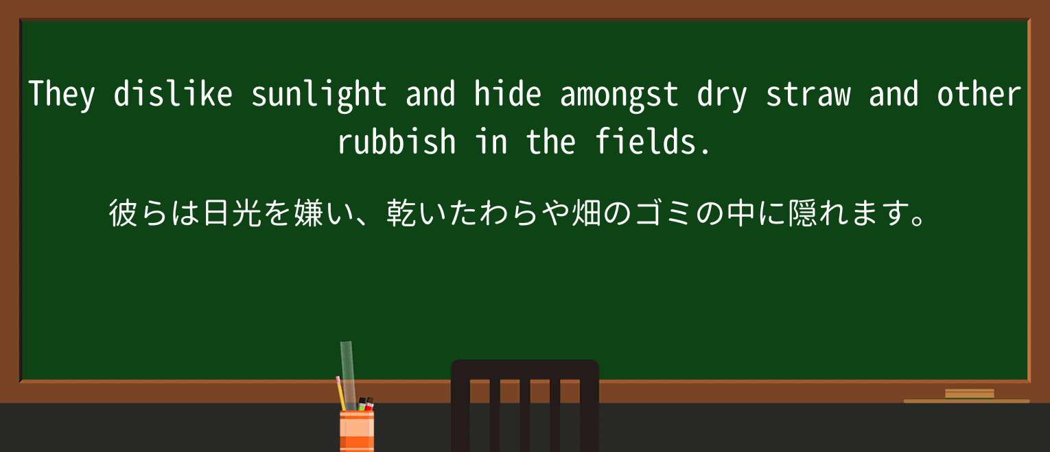 【英単語】rubbishを徹底解説!意味、使い方、例文、読み方 ・例文2