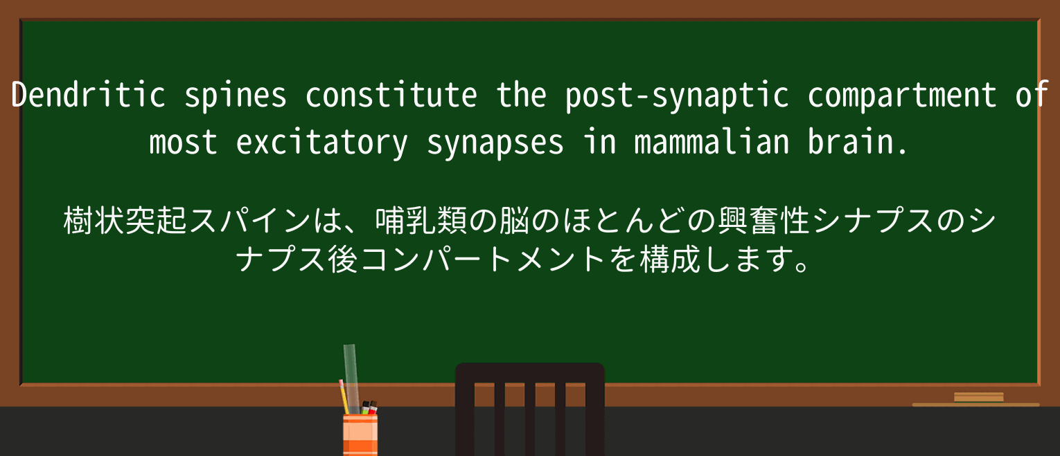【英単語】spineを徹底解説!意味、使い方、例文、読み方 ・例文1