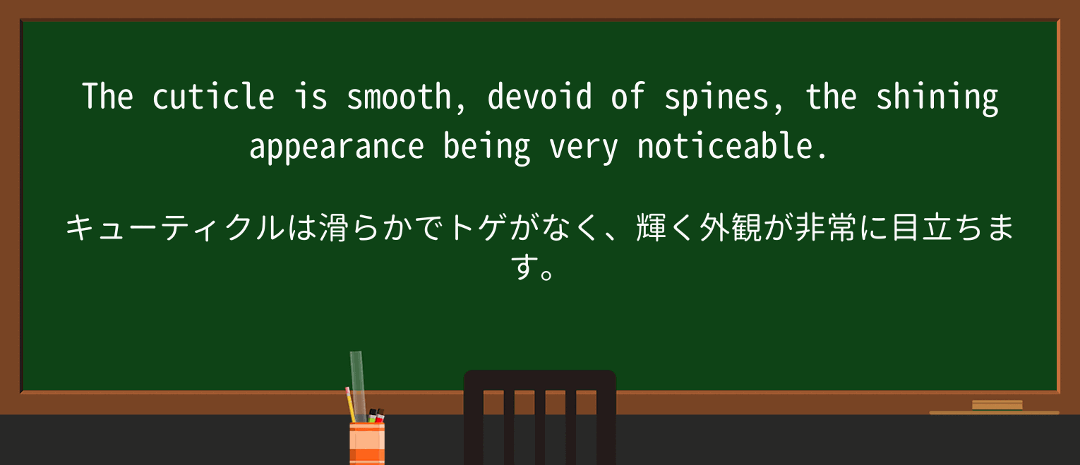 【英単語】spineを徹底解説!意味、使い方、例文、読み方 ・例文2
