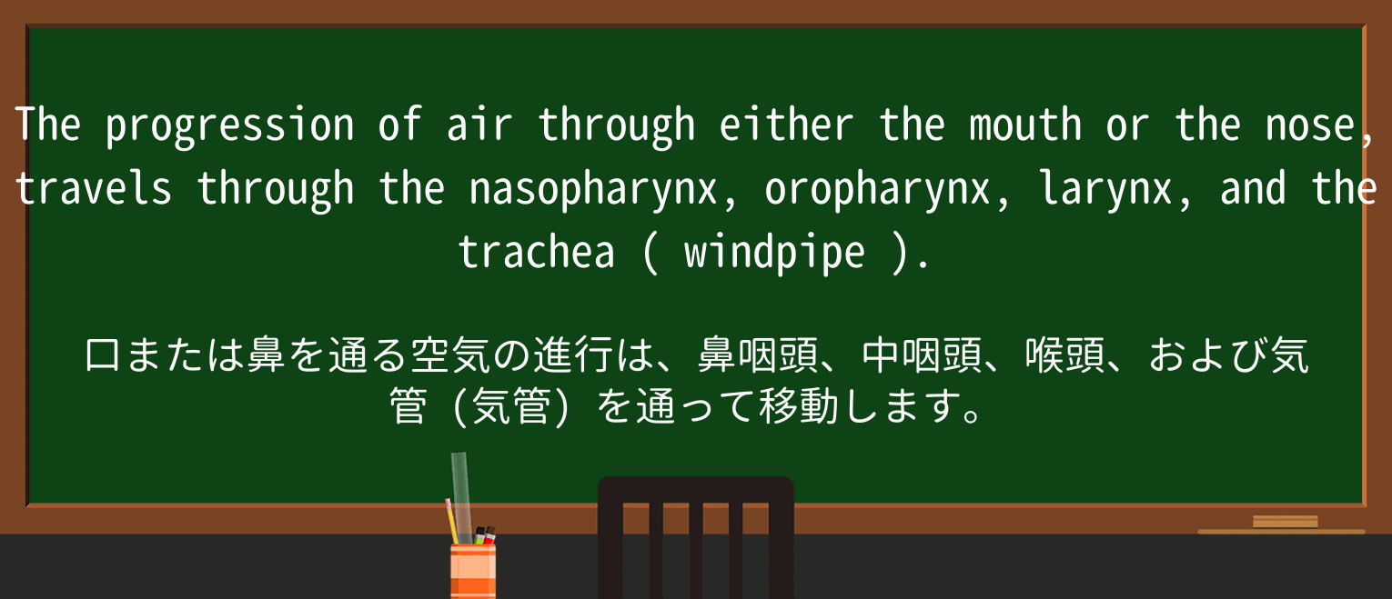 【英単語】windpipeを徹底解説!意味、使い方、例文、読み方 ・例文2
