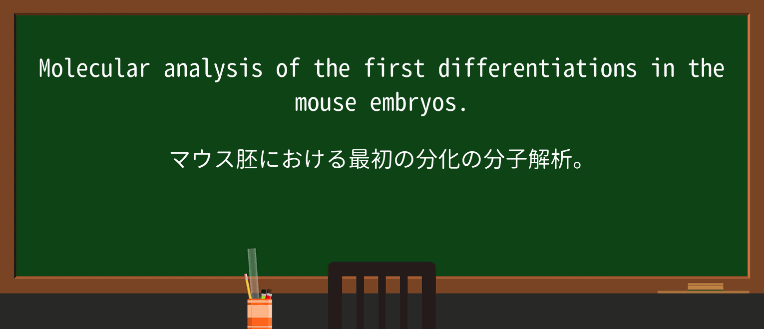 【英単語】differentiationを徹底解説！意味、使い方、例文、読み方 ・例文6
