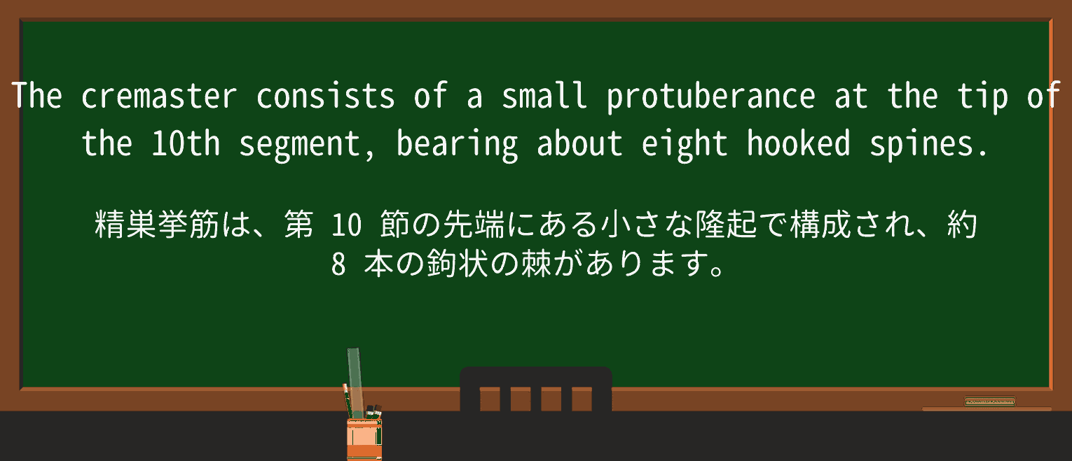 【英単語】protuberanceを徹底解説!意味、使い方、例文、読み方 ・例文4