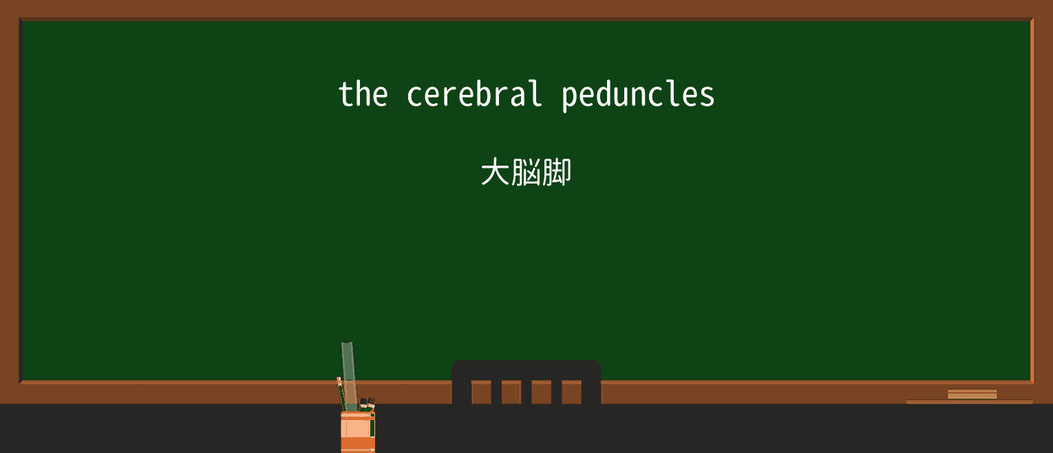 【英単語】peduncleを徹底解説!意味、使い方、例文、読み方 ・例文1
