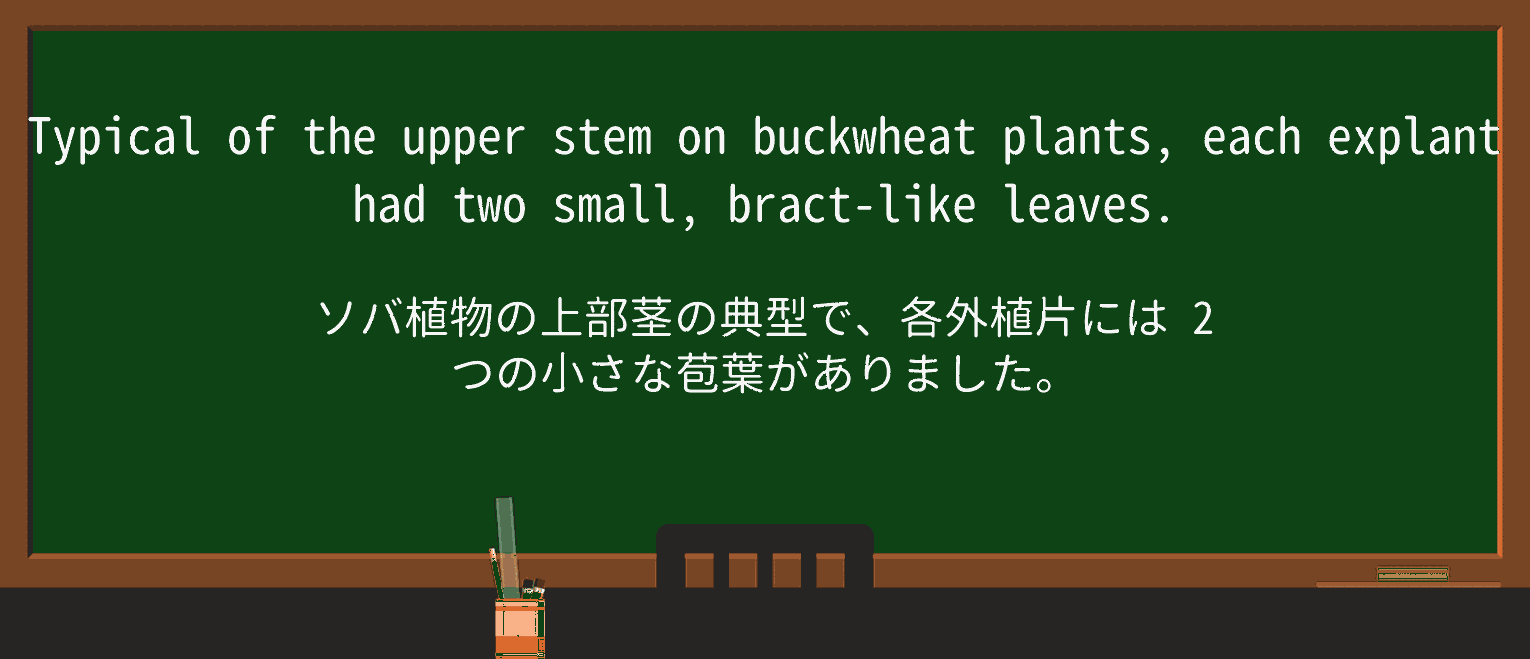 【英単語】buckwheatを徹底解説!意味、使い方、例文、読み方 ・例文3