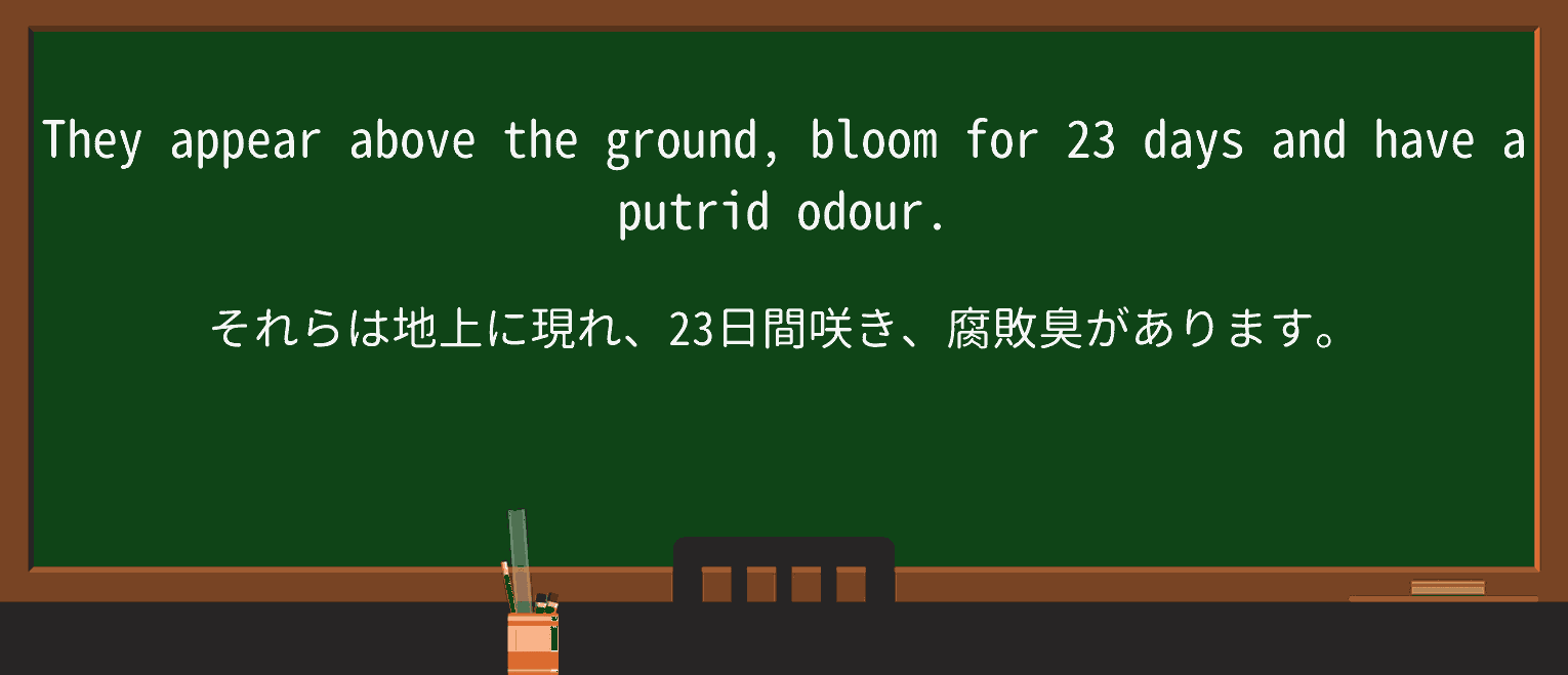【英単語】putridを徹底解説!意味、使い方、例文、読み方 ・例文4