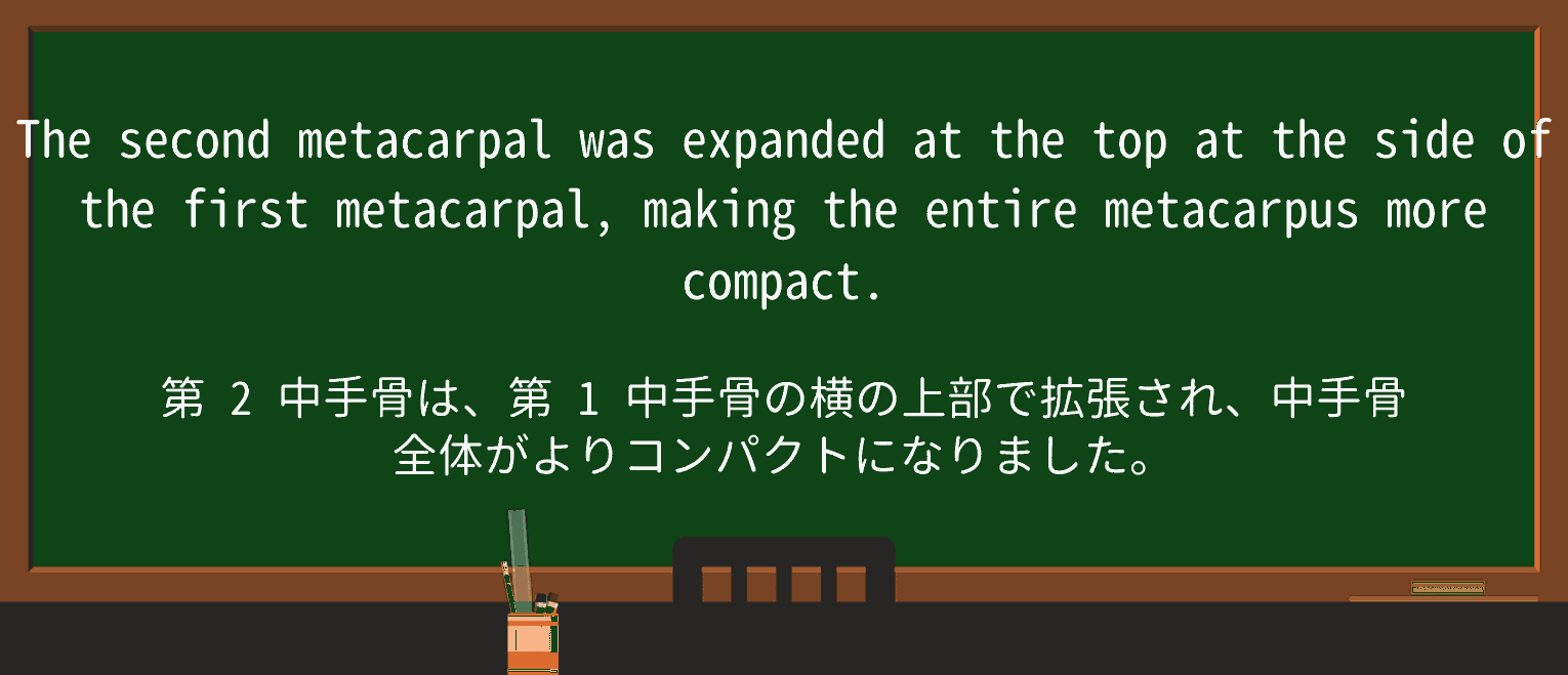 【英単語】metacarpusを徹底解説!意味、使い方、例文、読み方 ・例文3