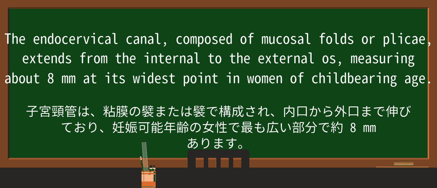【英単語】plicaを徹底解説!意味、使い方、例文、読み方 ・例文3