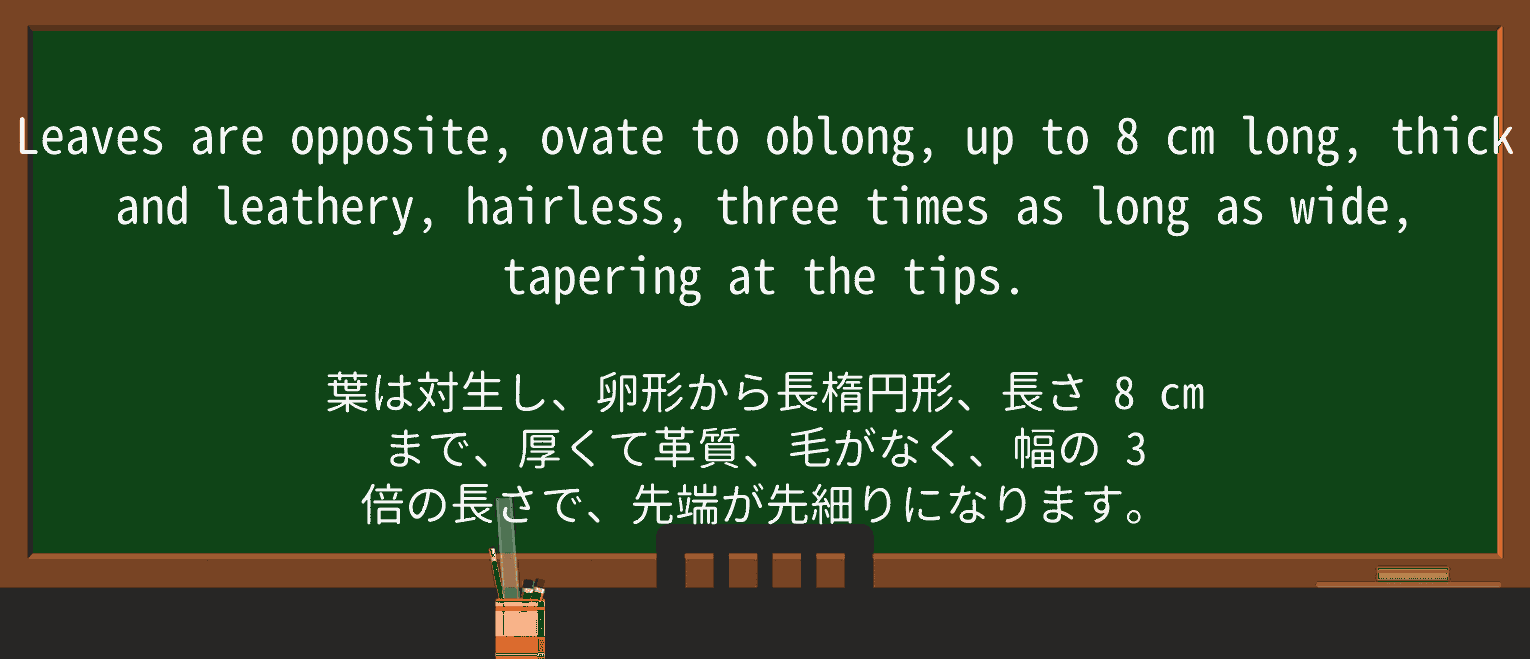 【英単語】ovateを徹底解説!意味、使い方、例文、読み方 ・例文3