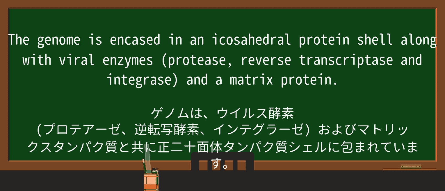 【英単語】encaseを徹底解説!意味、使い方、例文、読み方 ・例文3