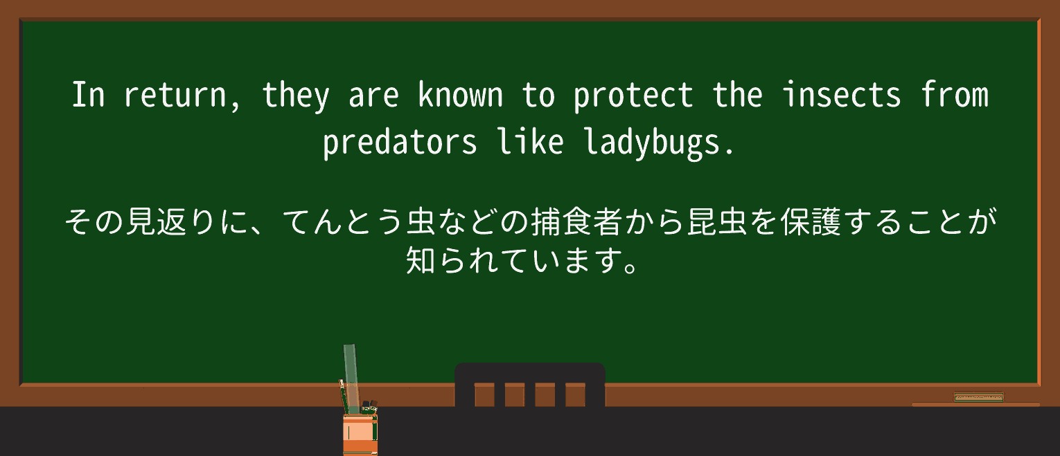 【英単語】ladybugを徹底解説!意味、使い方、例文、読み方 ・例文1
