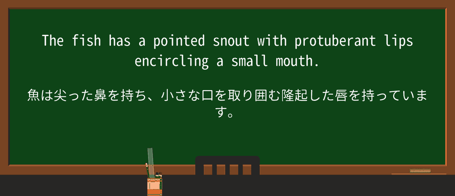 【英単語】protuberantを徹底解説!意味、使い方、例文、読み方 ・例文2