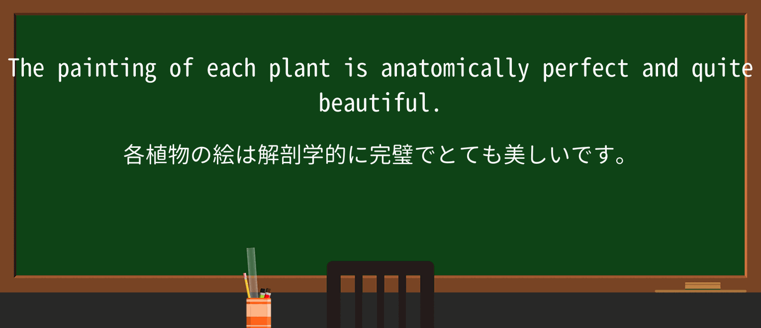【英単語】anatomicallyを徹底解説!意味、使い方、例文、読み方 ・例文1