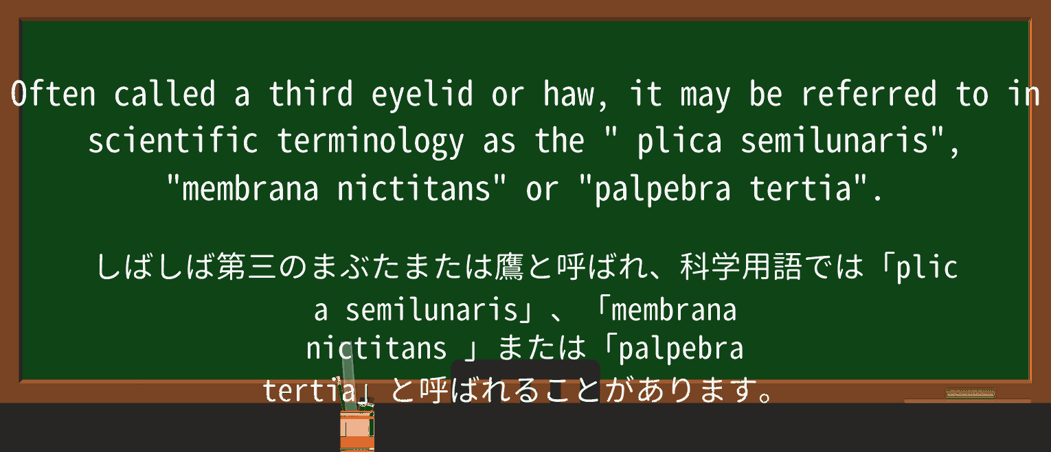 【英単語】plicaを徹底解説!意味、使い方、例文、読み方 ・例文4