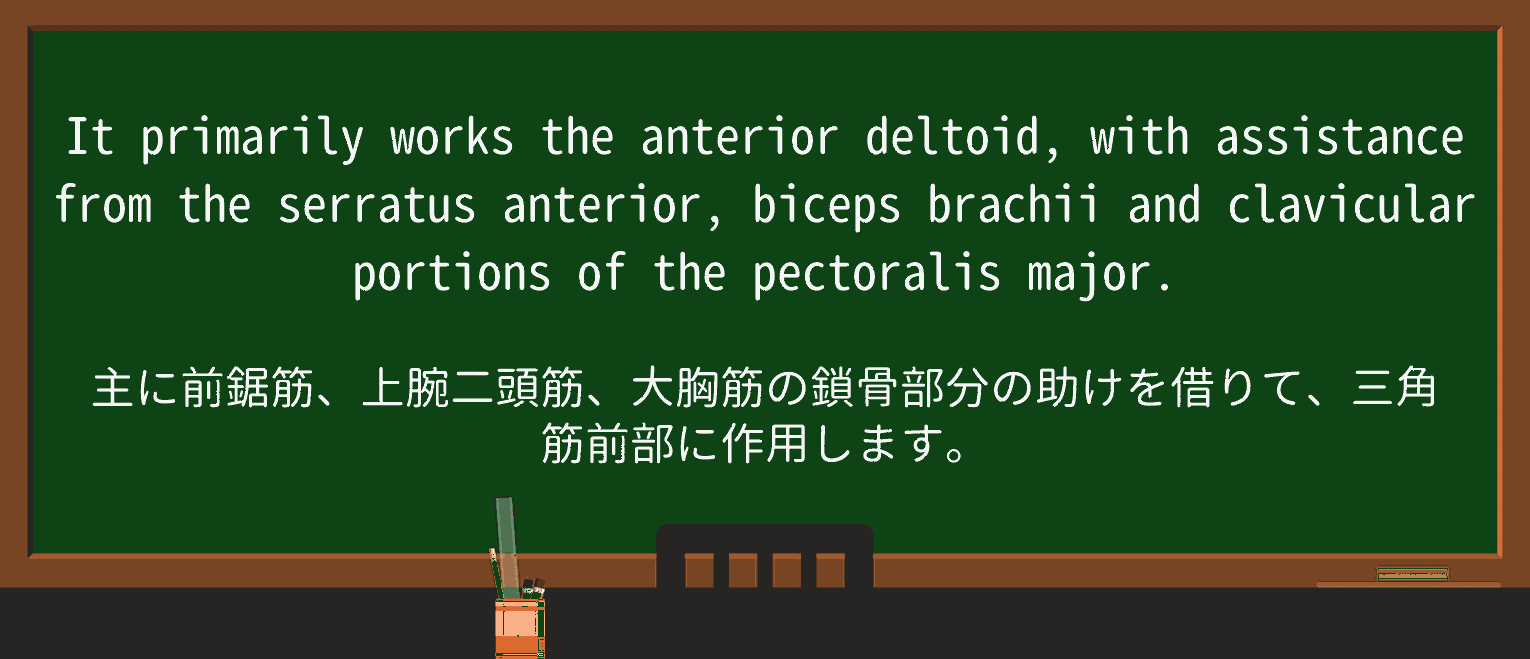 【英単語】bicepsを徹底解説!意味、使い方、例文、読み方 ・例文3