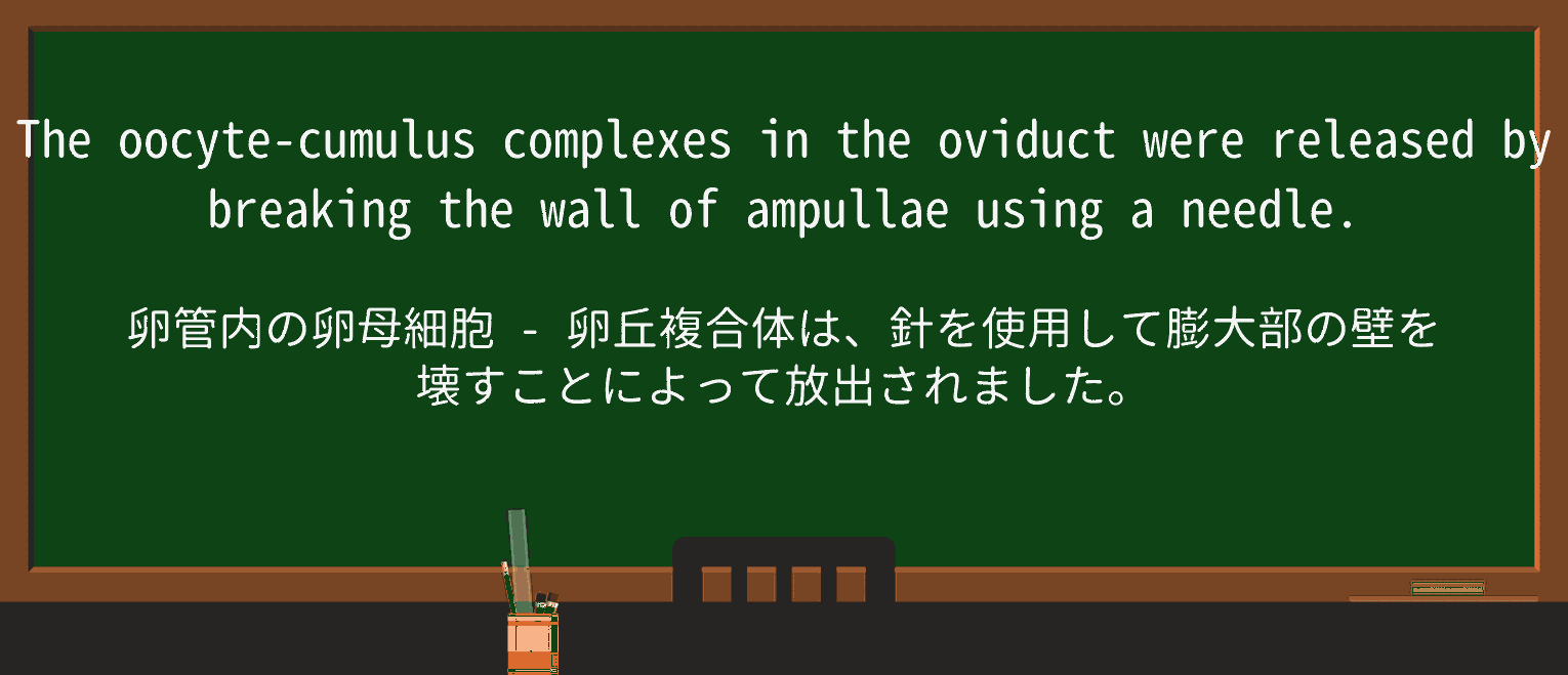 【英単語】ampullaを徹底解説!意味、使い方、例文、読み方 ・例文3