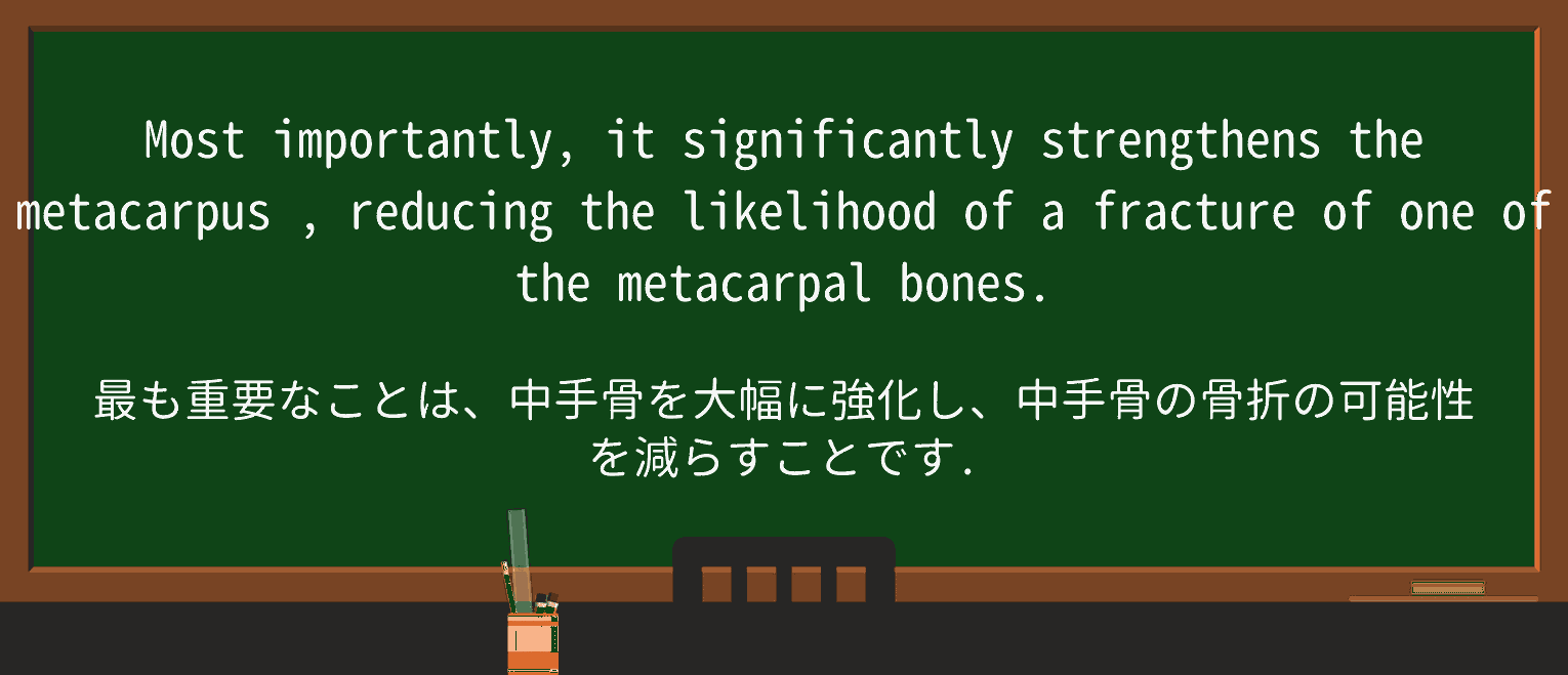 【英単語】metacarpusを徹底解説!意味、使い方、例文、読み方 ・例文1