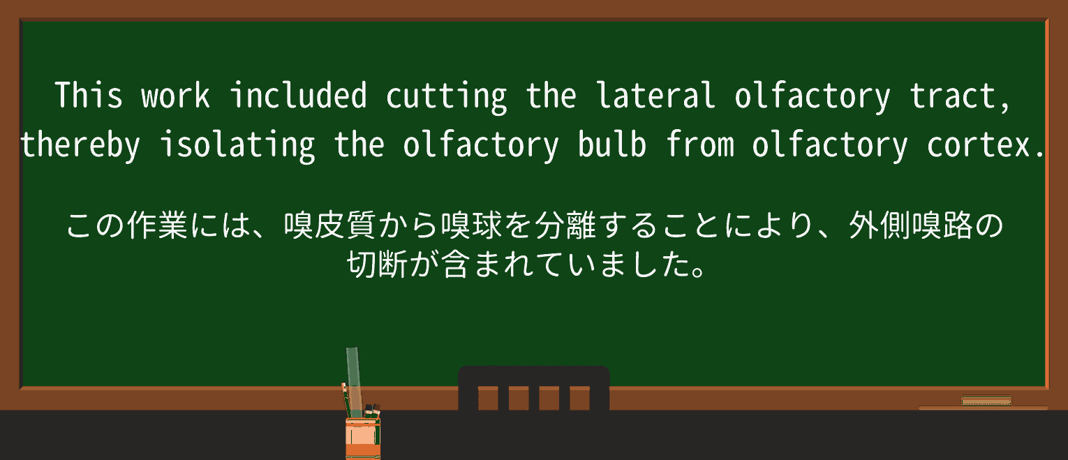 【英単語】olfactoryを徹底解説!意味、使い方、例文、読み方 ・例文3