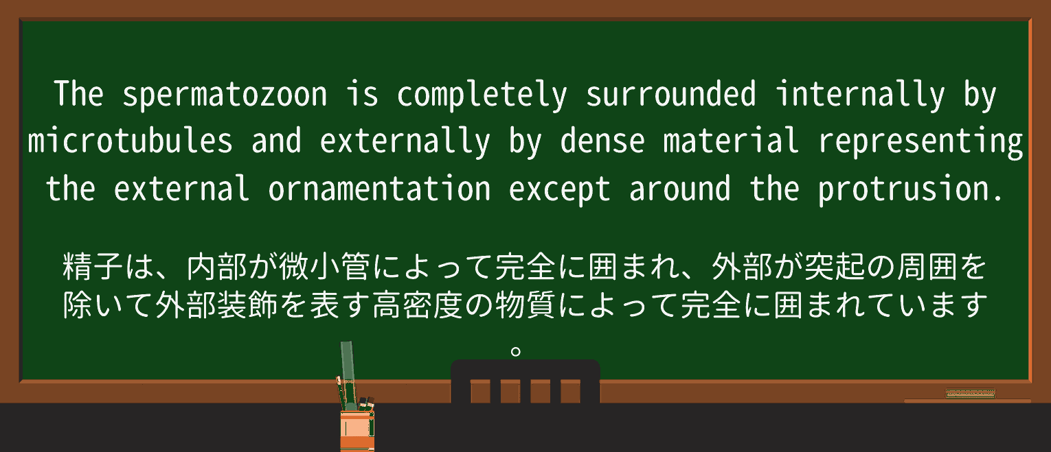 【英単語】ornamentationを徹底解説!意味、使い方、例文、読み方 ・例文3