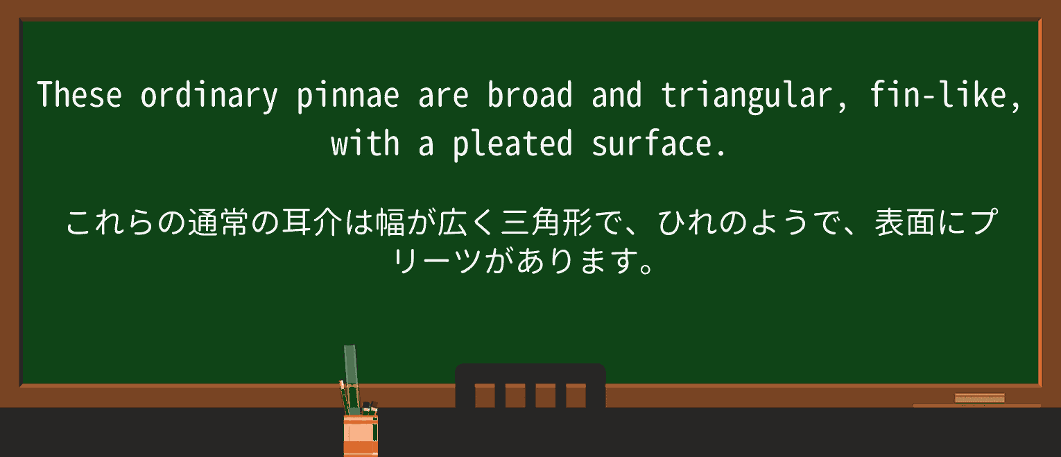 【英単語】pleatedを徹底解説!意味、使い方、例文、読み方 ・例文2