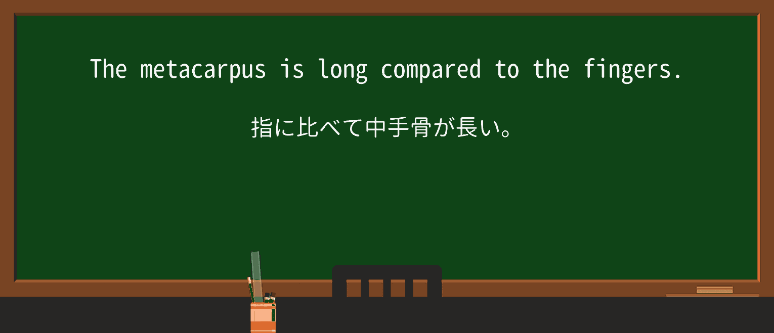 【英単語】metacarpusを徹底解説!意味、使い方、例文、読み方 ・例文2