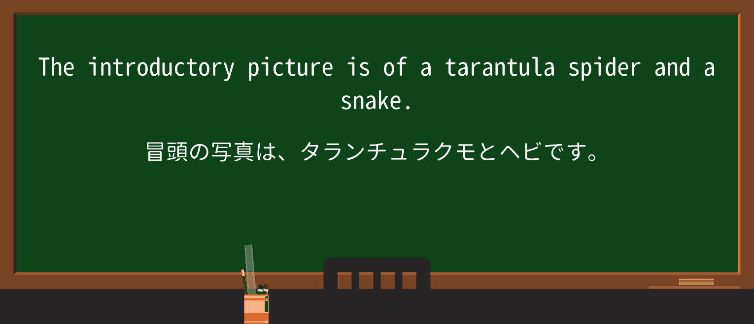 【英単語】tarantulaを徹底解説!意味、使い方、例文、読み方 ・例文1