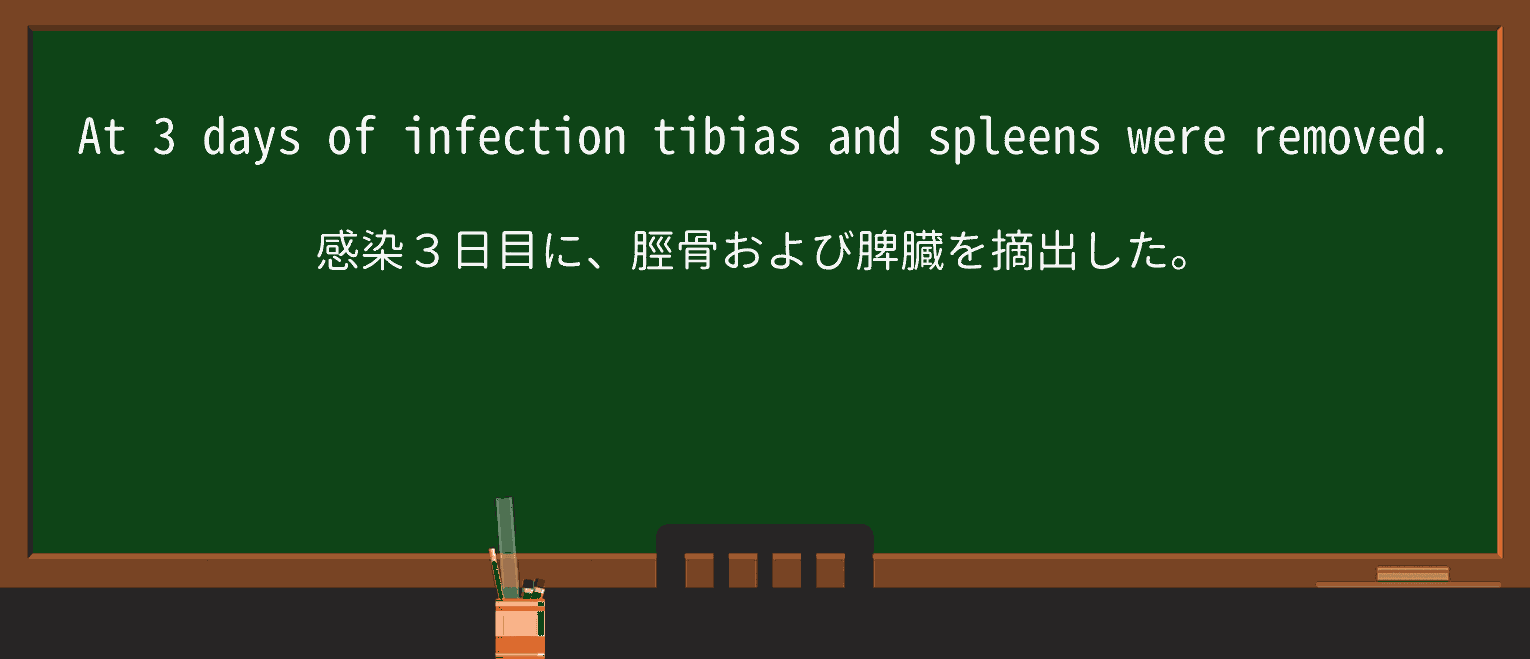 【英単語】tibiaを徹底解説!意味、使い方、例文、読み方 ・例文3