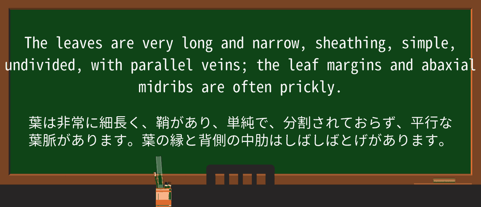 【英単語】sheatheを徹底解説!意味、使い方、例文、読み方 ・例文4