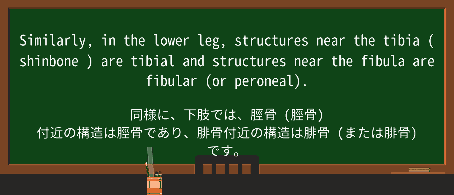 【英単語】shinboneを徹底解説!意味、使い方、例文、読み方 ・例文2