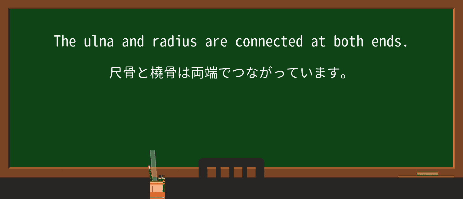 【英単語】ulnaを徹底解説!意味、使い方、例文、読み方 ・例文1