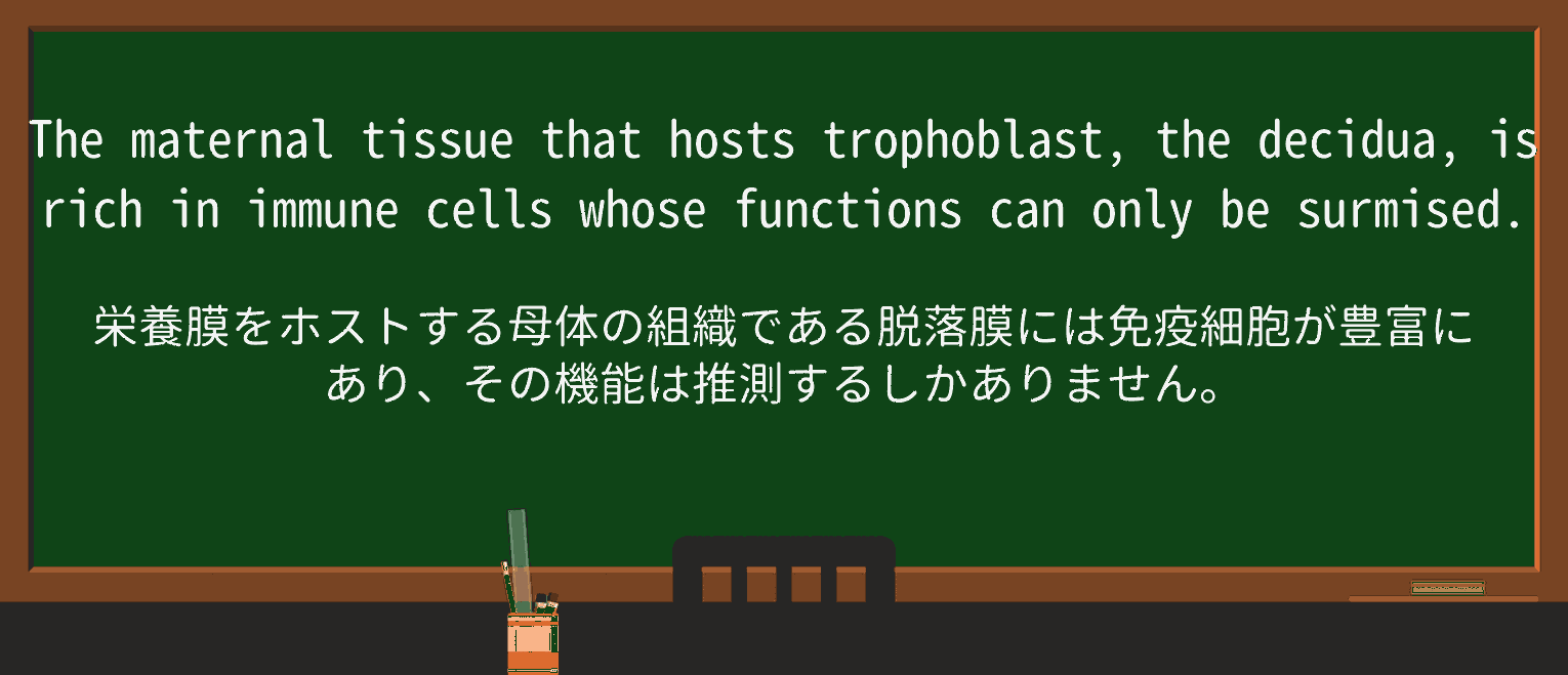 【英単語】surmiseを徹底解説!意味、使い方、例文、読み方 ・例文2