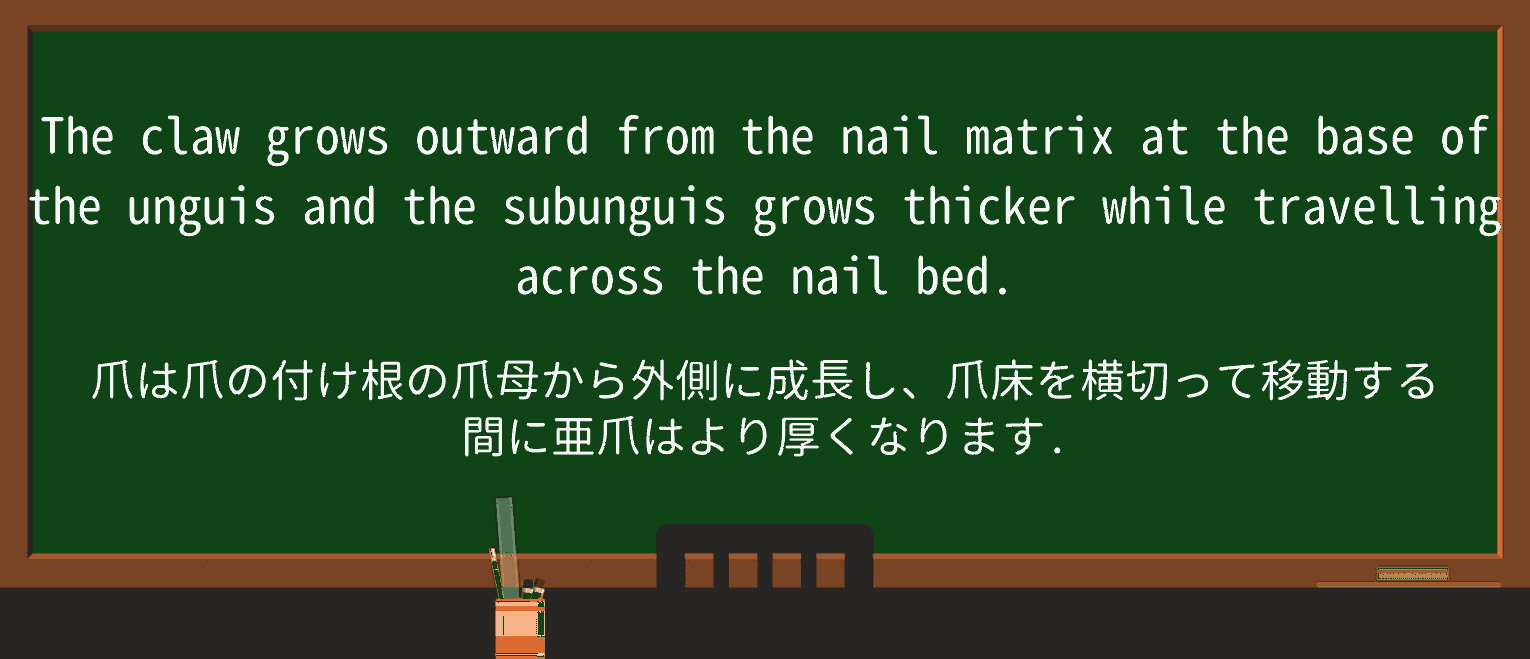 【英単語】unguisを徹底解説!意味、使い方、例文、読み方 ・例文1