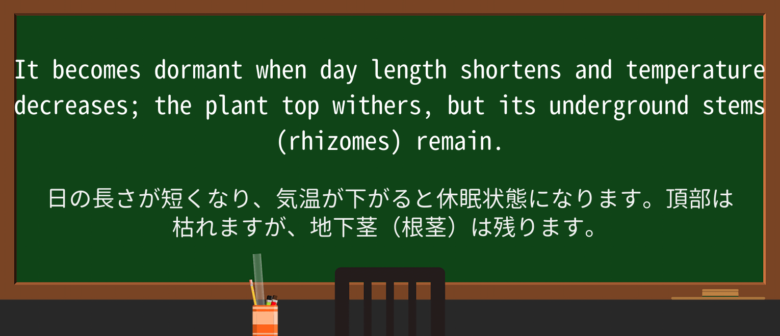 【英単語】rhizomeを徹底解説!意味、使い方、例文、読み方 ・例文2