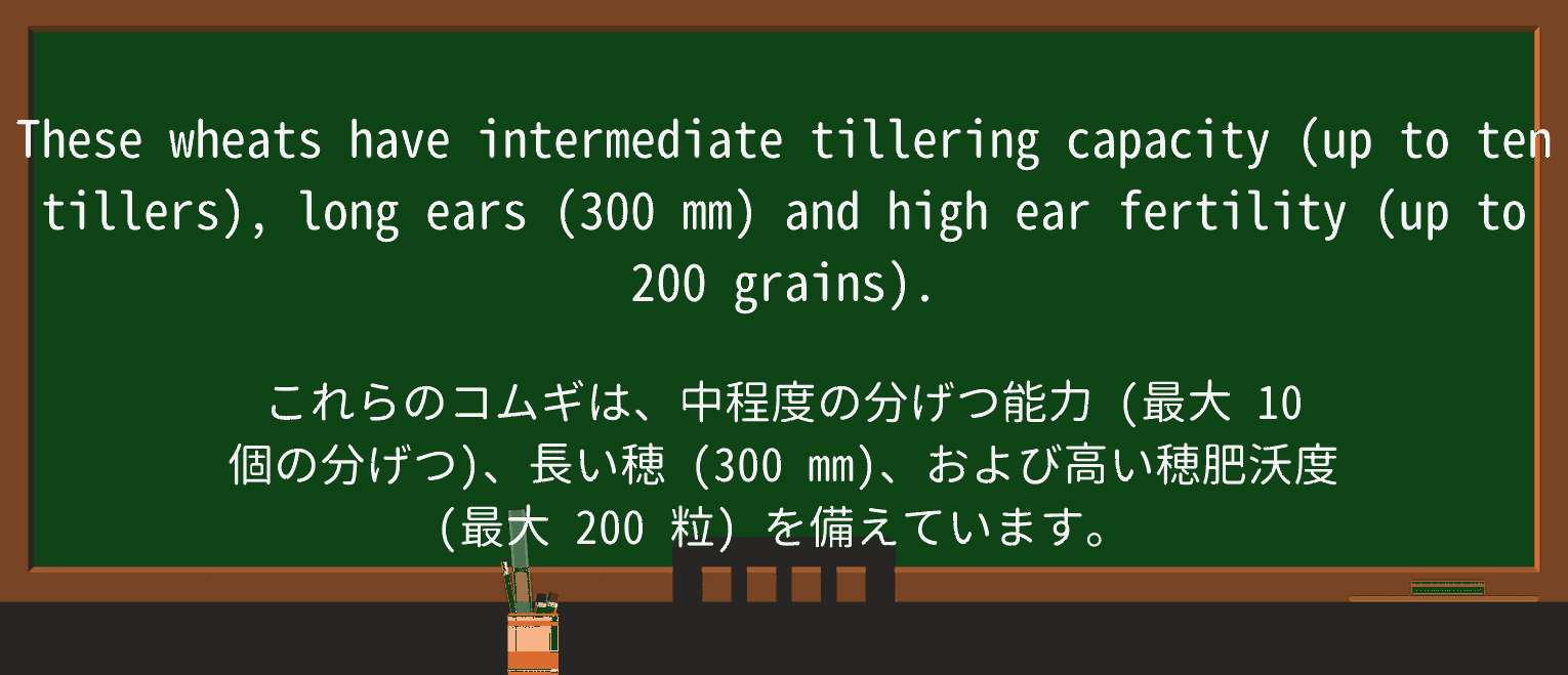 【英単語】tillerを徹底解説!意味、使い方、例文、読み方 ・例文2