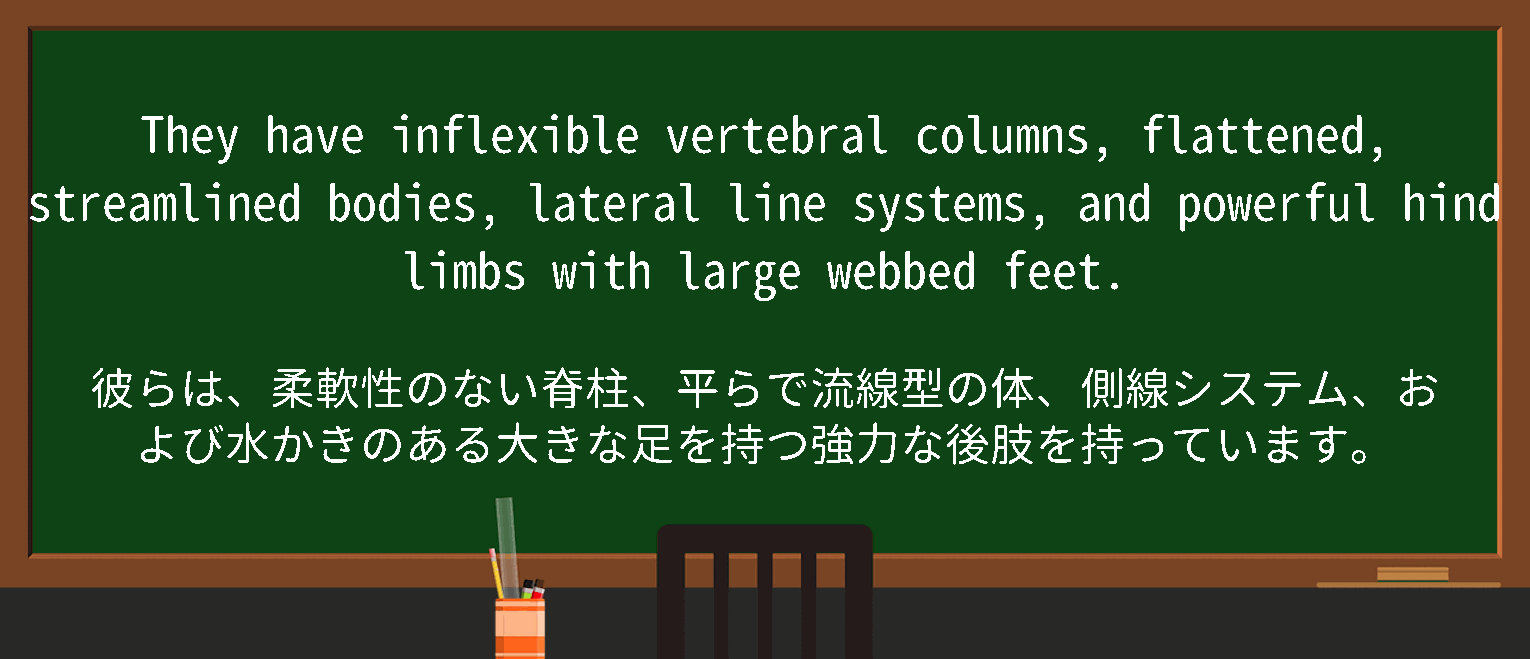 【lateral line system】に関するの例文(英語の例文と和訳)