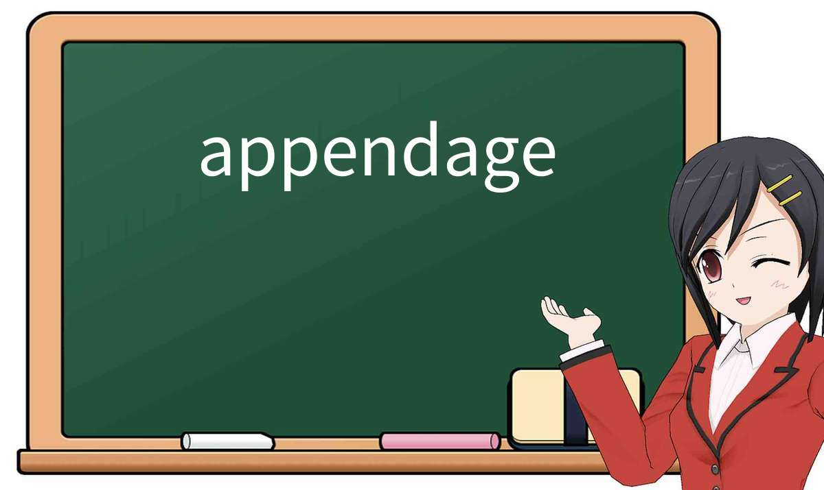 【英语单词】彻底解释“appendage”! 含义、用法、例句、如何记忆