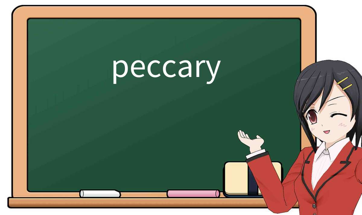 【英语单词】彻底解释“peccary”! 含义、用法、例句、如何记忆