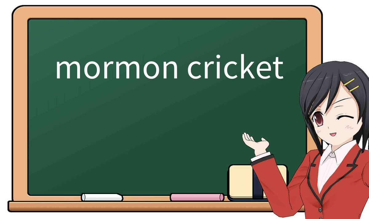 【英语单词】彻底解释“mormon cricket”！ 含义、用法、例句、如何记忆